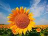 Why do you dream of sunflowers, dry or blooming: interpretation from dream books Dream Interpretation of sunflower flowers