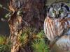 Dream Interpretation: owl, flying owl, white owl, gray owl